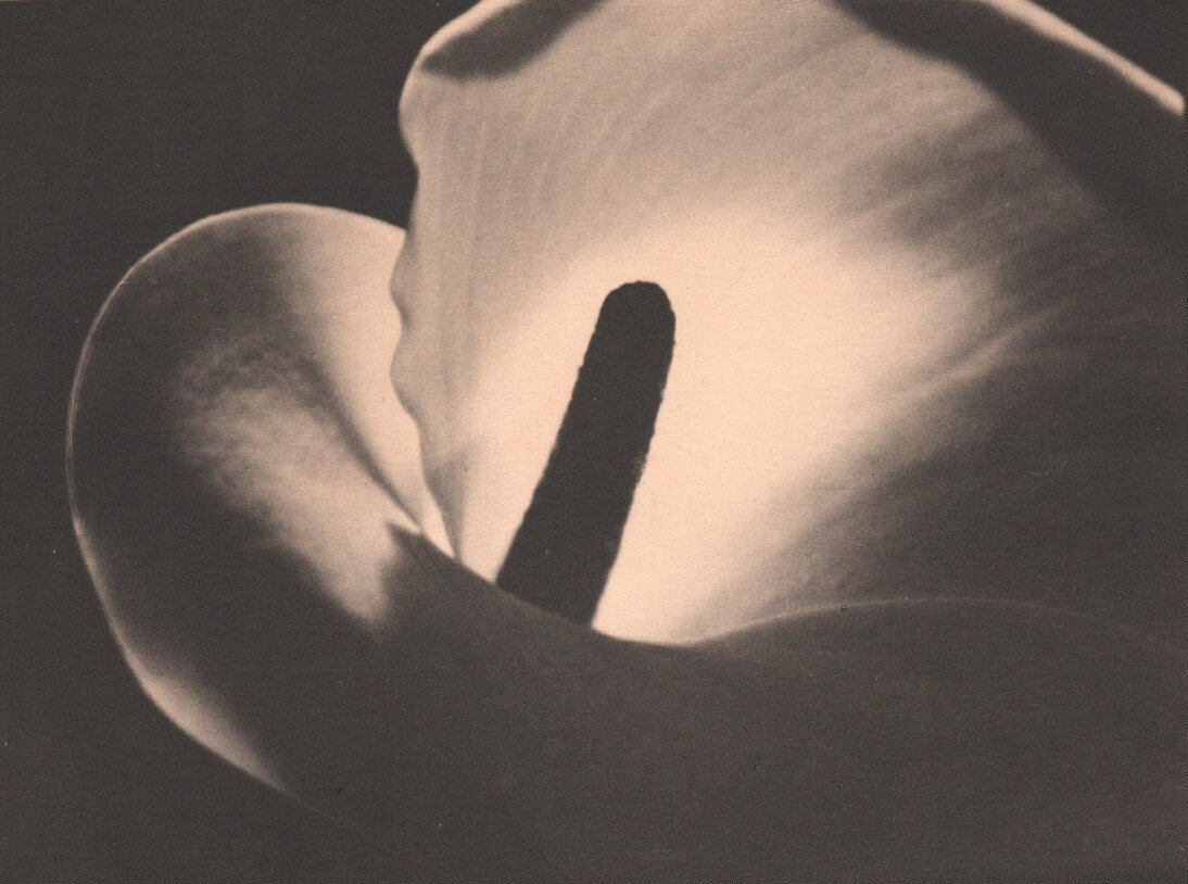 Johan Hagemeyer: Calla Lily: Medium: Collotype Date: 1926 Printer: Meriden Gravure Company, USA Image Size: 7.5 x 5.5 inches Johan Hagemeyer was a Dutch born horticulturalist who is primarily remembered today for being an early 2