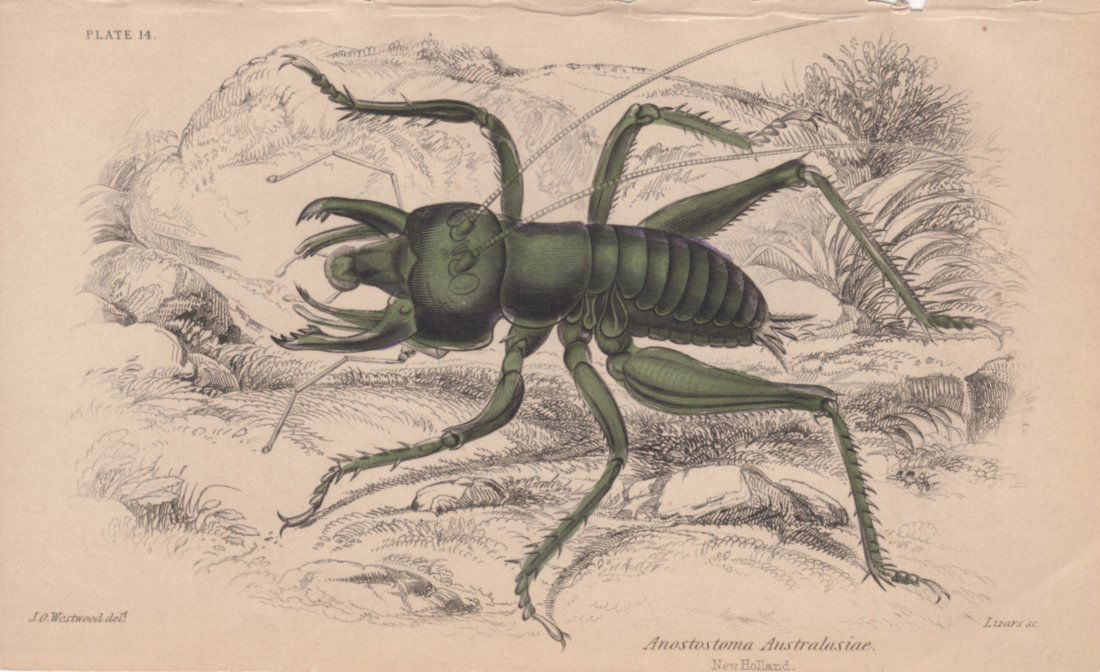 Anostostoma Australasiae, William Lizars 1840 (1 of 1)