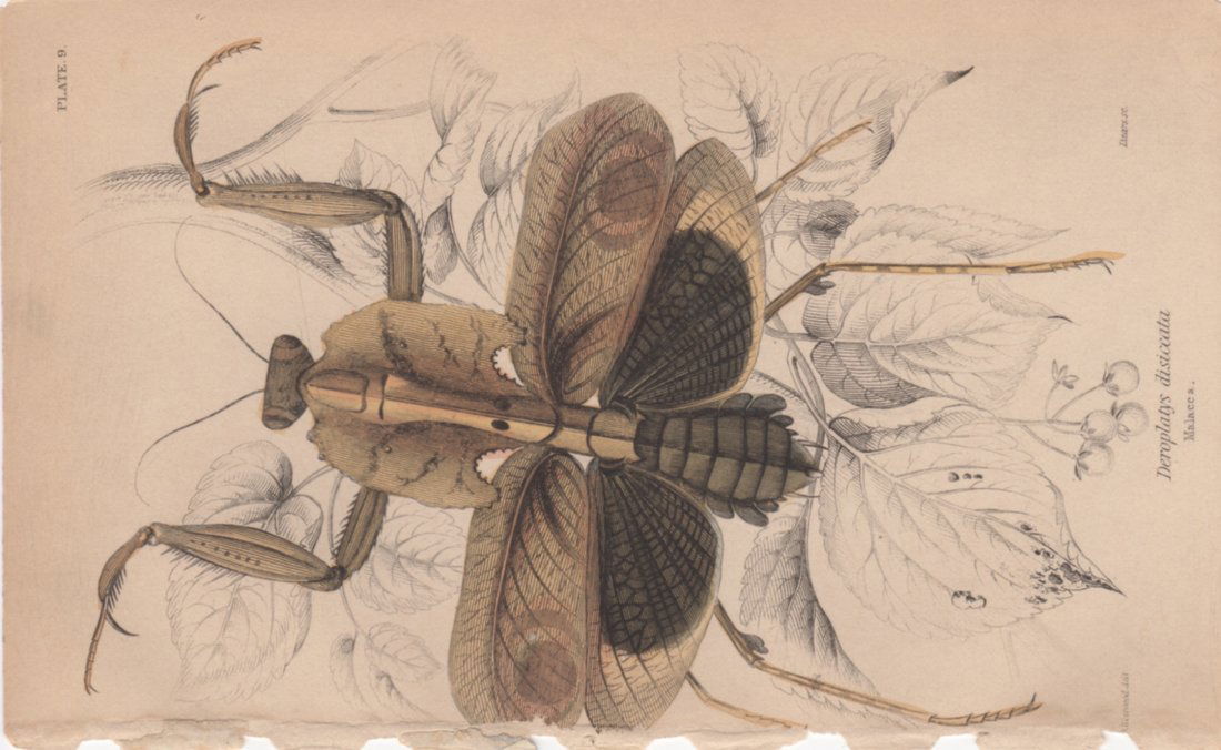 Deroplatys disiccata, William Lizars 1840 (1 of 1)