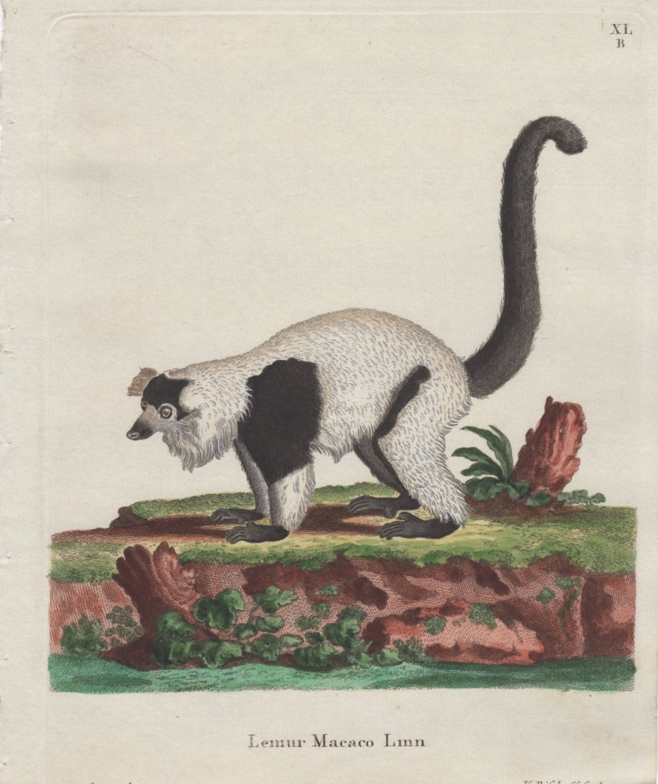 Lemur Macaco Linn, Jacques De Seve 1778-81: Print Title: Lemur Macaco Linn Artist: Jacques De Seve Date: 1778-1781 Dimensions: 6 x 7.5 inches From The Natural History, General and Particular by The Count de Buffon The History of Man and Quadrup