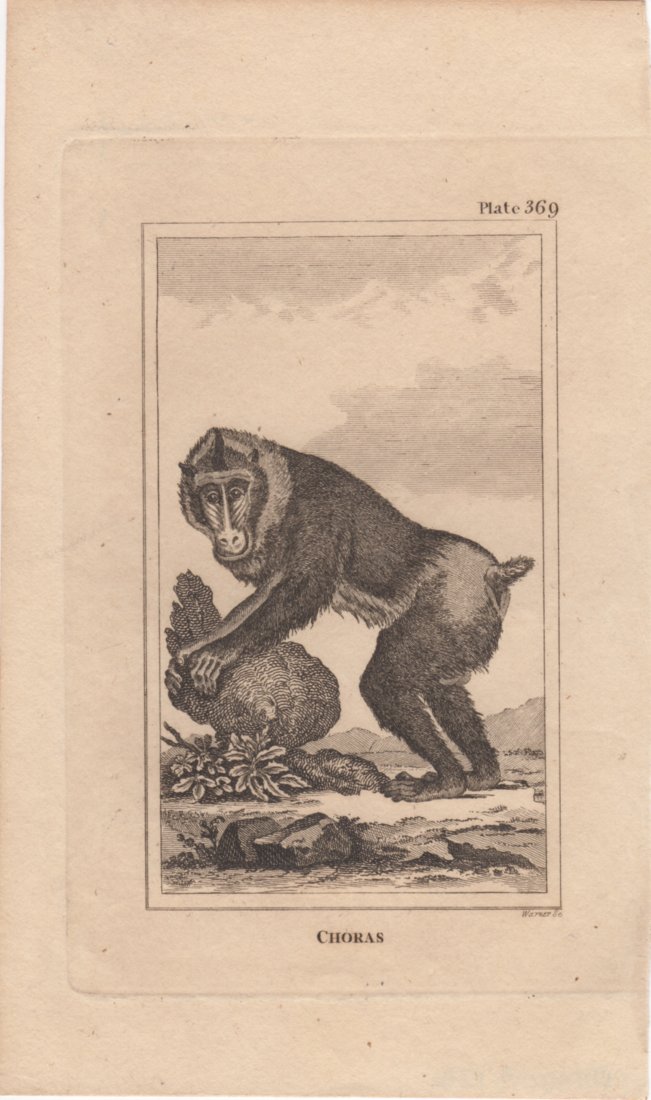 Choras, Warner 1812: Print Title: Choras Artist: Warner Date: 1812 Dimensions: 4.5 x 6.5 inches No Reserve: This lot starts at $1 and has no reserve as a courtesy so that collectors can determine the true market value on 