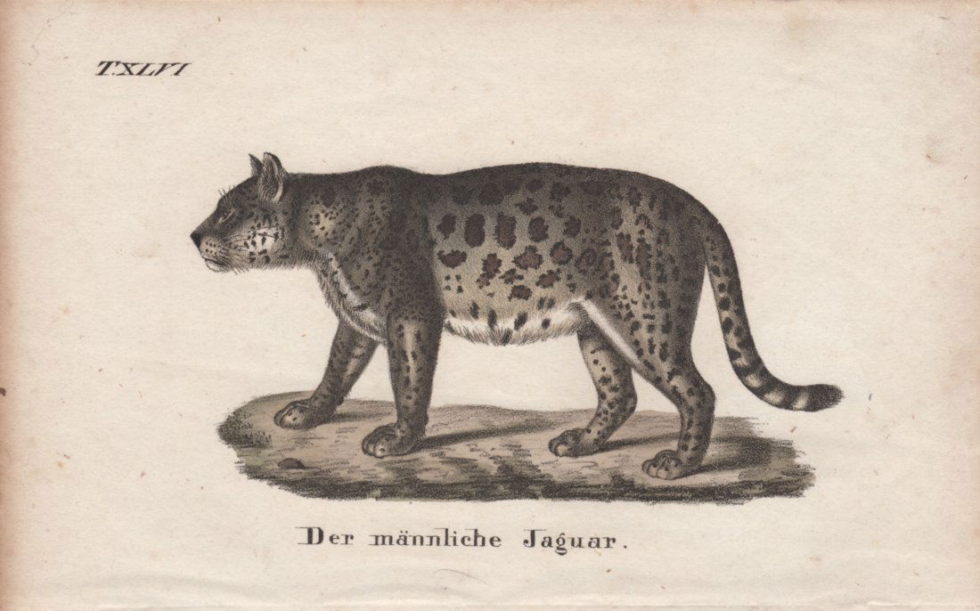 Der mannliche Jaguar 1831 (1 of 1)