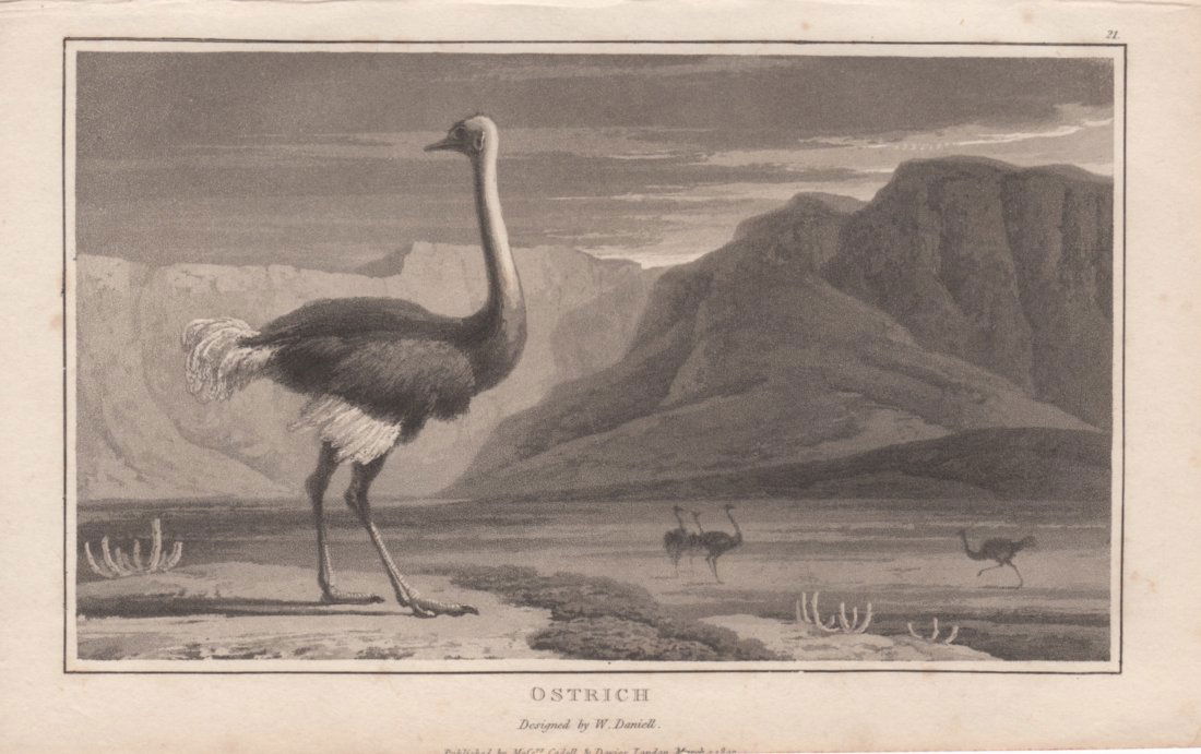 Ostrich, William Daniell 1807 (1 of 1)