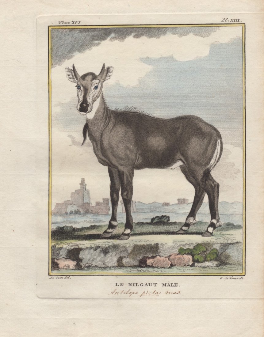 Le Nilgaut Male, Jacques De Seve 1778-81: Print Title: Le Nilgaut Male Artist: Jacques De Seve Date: 1778-1781 Dimensions: 6 x 7.5 inches From The Natural History, General and Particular by The Count de Buffon The History of Man and Quadruped