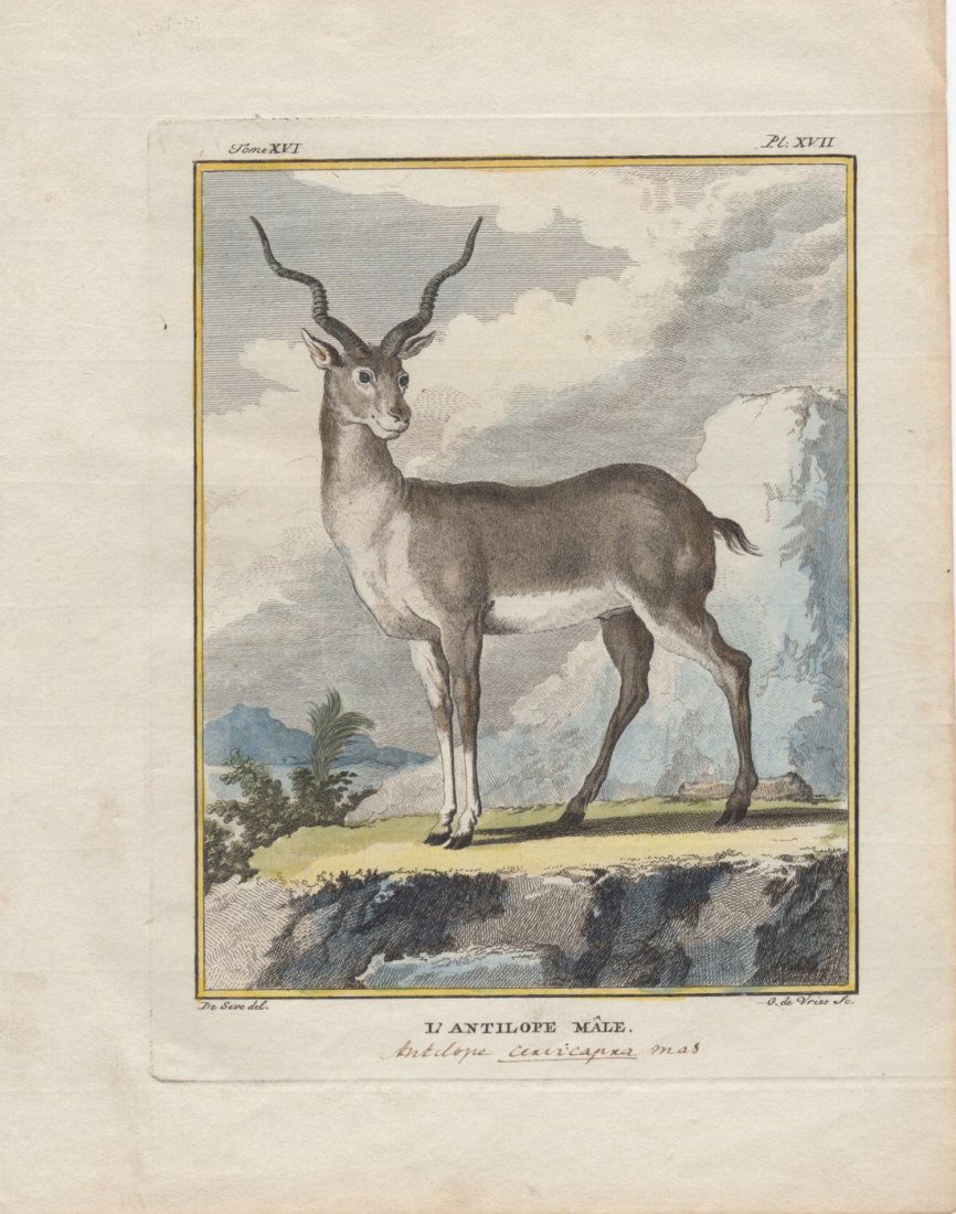 L'Antilope Male, Jacques De Seve 1778-81 (1 of 1)