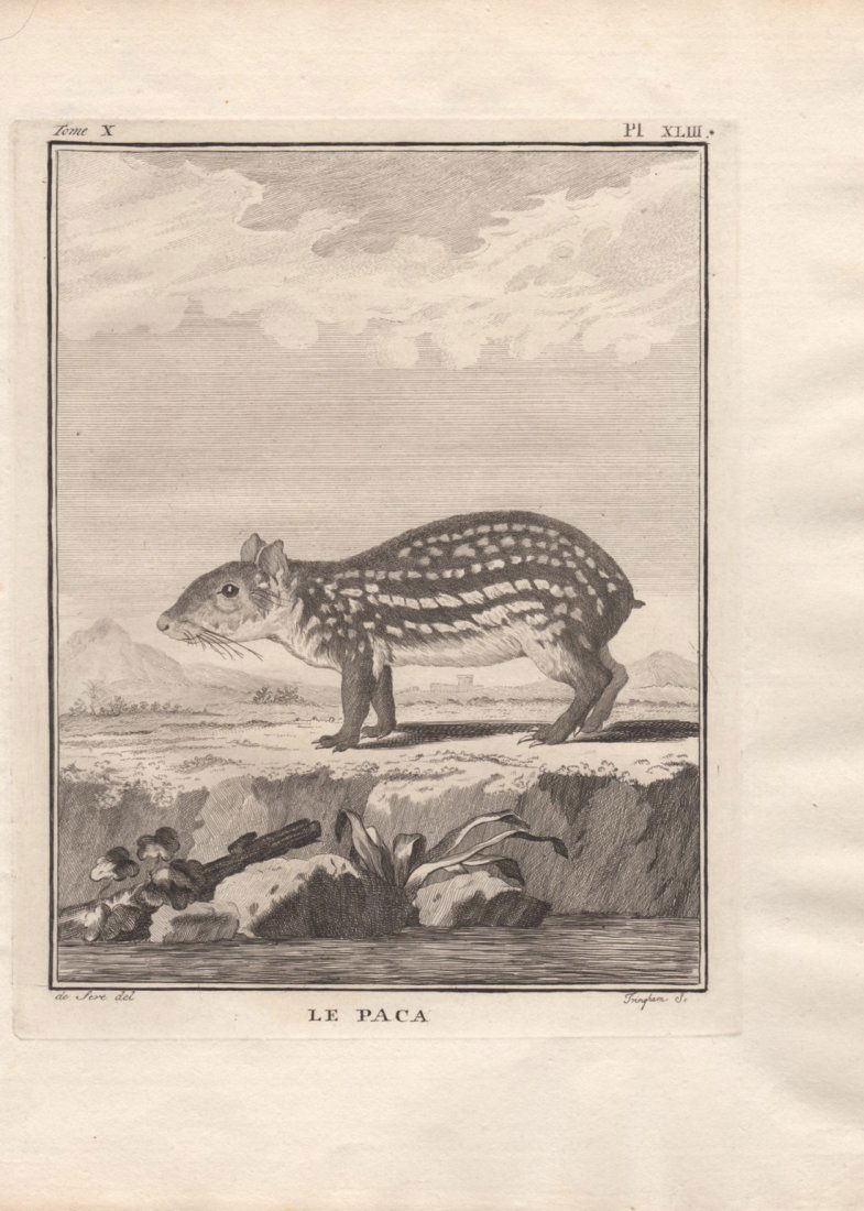 Le Paca, Jacques De Seve 1778-81 (1 of 1)