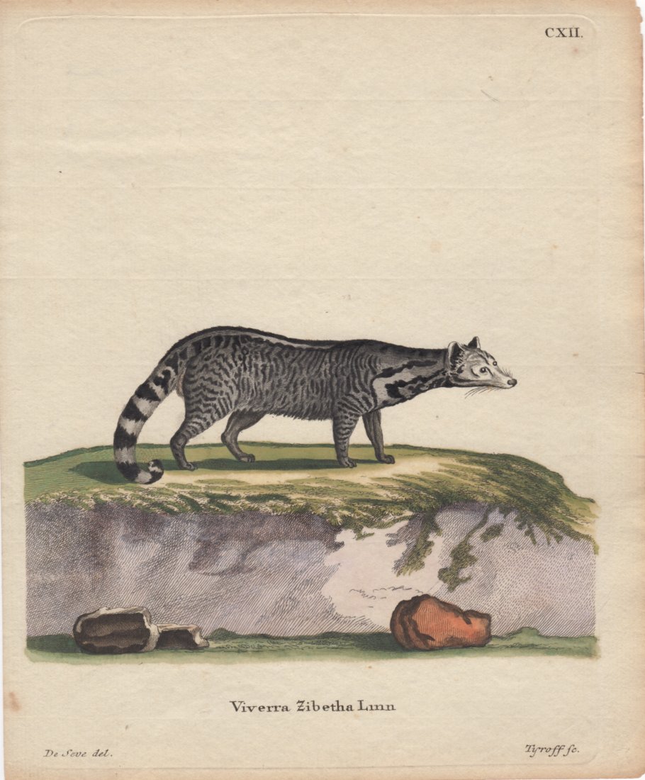 Viverra Zibetha Linn, Jacques De Seve 1778-81: Print Title: Viverra Zibetha Linn Artist: Jacques De Seve Date: 1778-1781 Dimensions: 6 x 7.5 inches From The Natural History, General and Particular by The Count de Buffon The History of Man and Quad
