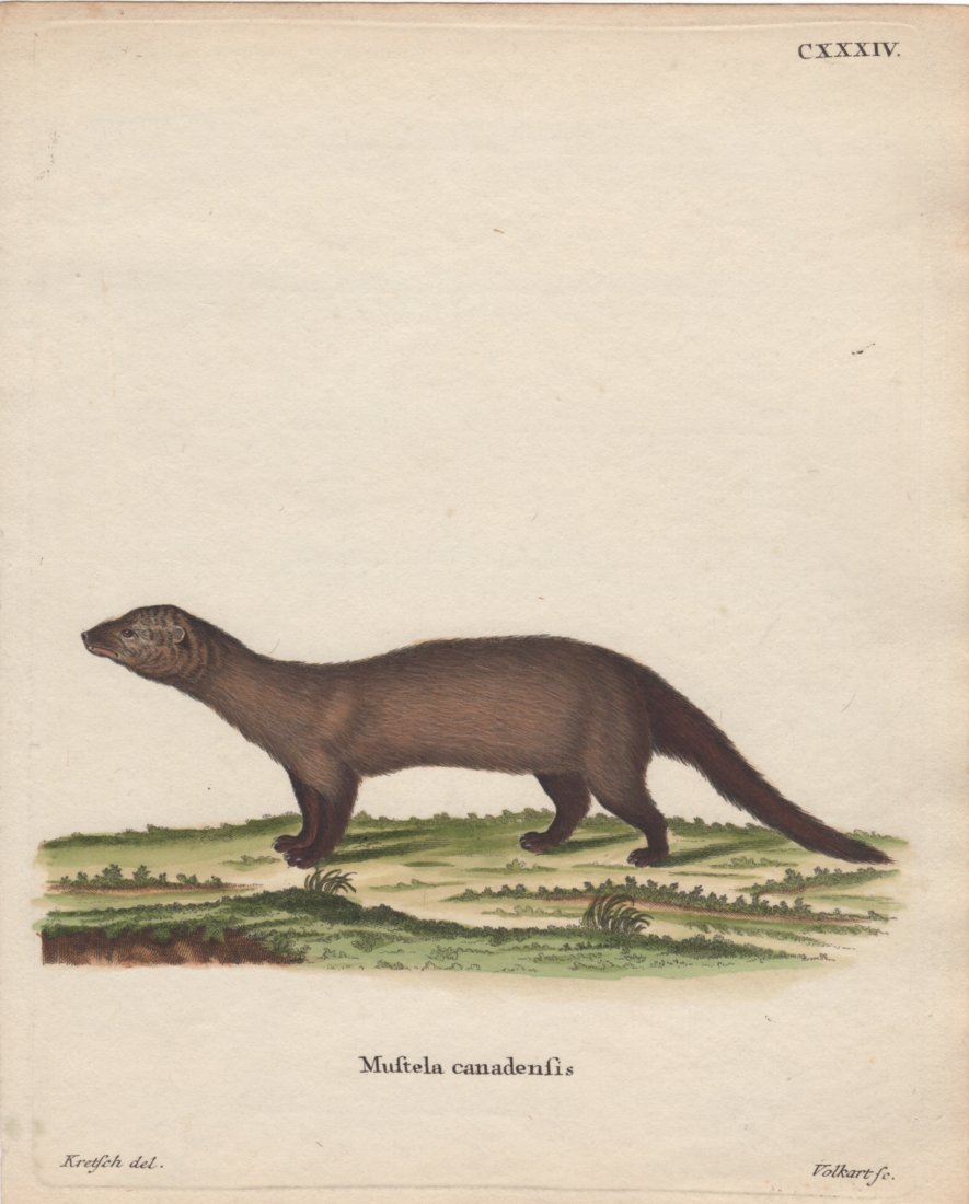 Mustela Canadensis, Jacques De Seve 1778-81: Print Title: Mustela Canadensis Artist: Jacques De Seve Date: 1778-1781 Dimensions: 6 x 7.5 inches From The Natural History, General and Particular by The Count de Buffon The History of Man and Quadru