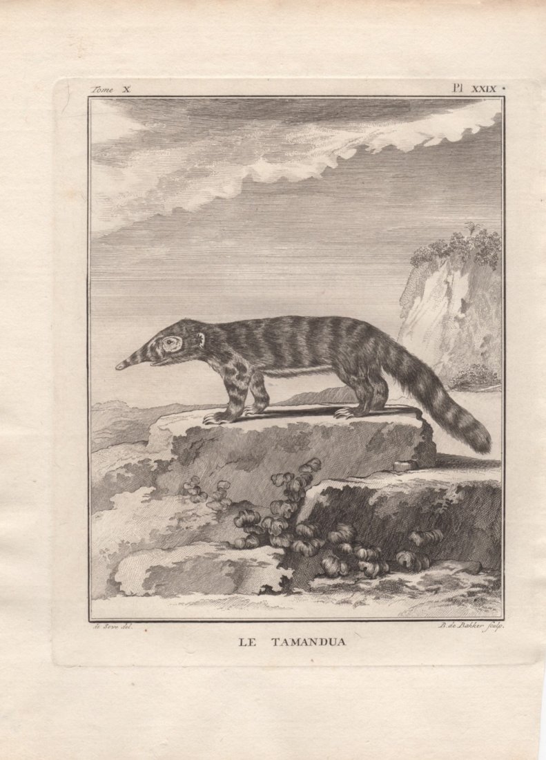 Le Tamandua, Jacques De Seve 1778-81: Print Title: Le Tamandua Artist: Jacques De Seve Date: 1778-1781 Dimensions: 6 x 7.5 inches From The Natural History, General and Particular by The Count de Buffon The History of Man and Quadrupeds Th