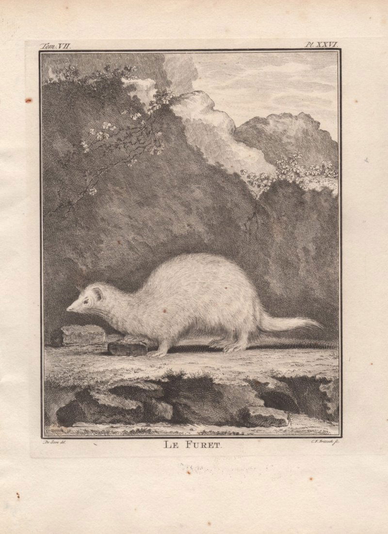 Le Furet, Jacques De Seve 1778-81 (1 of 1)