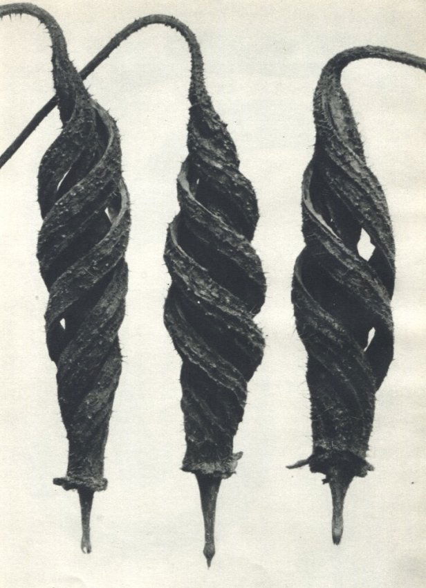 Karl Blossfeldt: Common Chili Nettle (5X) (1 of 1)