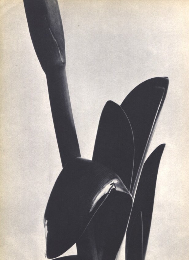 Imogen Cunningham: Amaryllis (1 of 1)