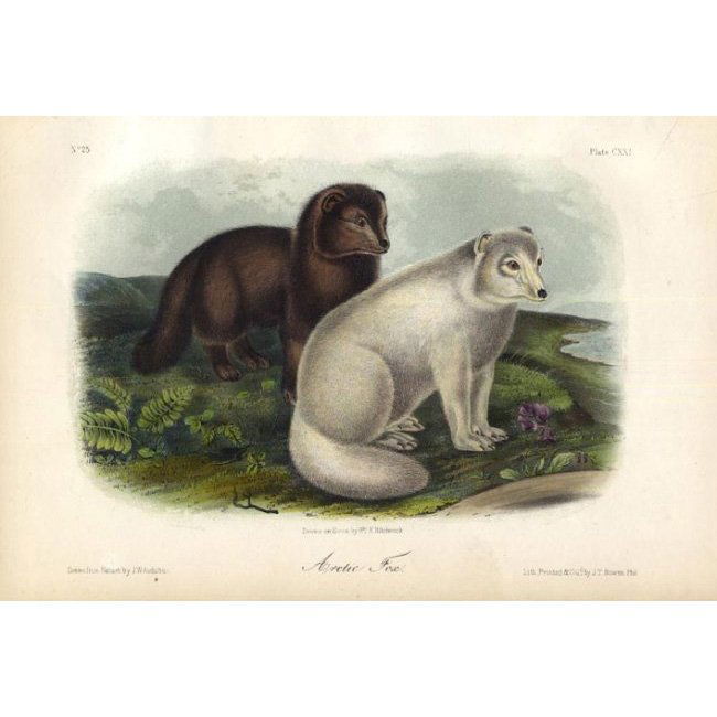 John James Audubon: Arctic Fox 1851 (1 of 1)