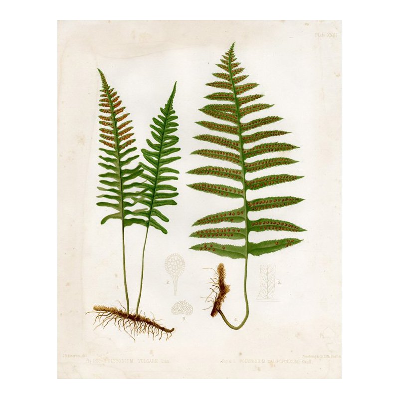 J. H. Emerton: Eaton Fern Plate XXXI 1879: Print Title: Eaton Fern Plate XXXI Artist: C. E. Faxon and J. H. Emerton Date: 1879 Medium: Chromolithograph Size: 13 x 10 1/8 inches (330 x 259 mm) Publisher: Armstrong & Co. Lith., Boston From: "Fer