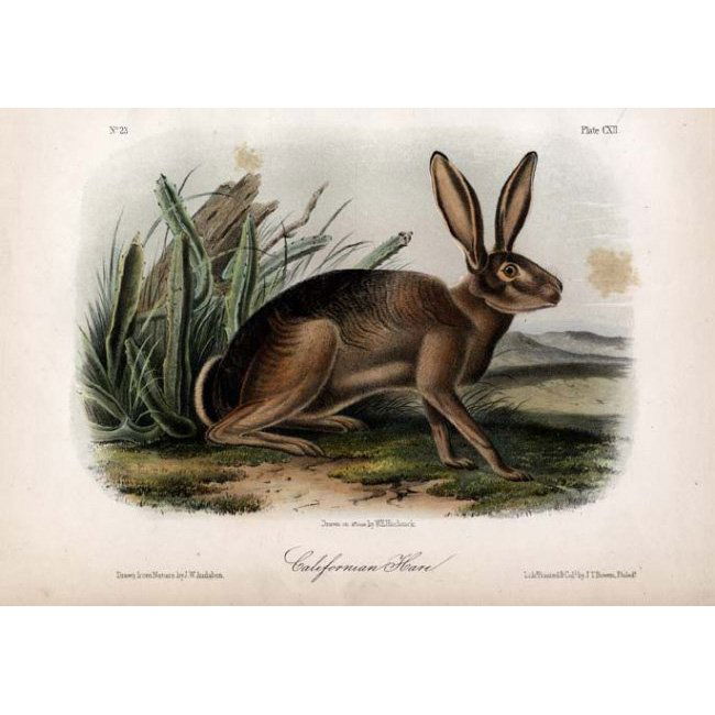 John James Audubon: Californian Hare 1851 (1 of 1)