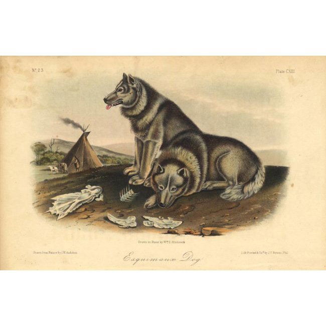 John James Audubon: Esquimaux Dog 1851 (1 of 1)