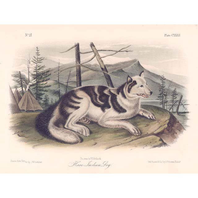 John James Audubon: Hare Indian Dog 1851 (1 of 1)