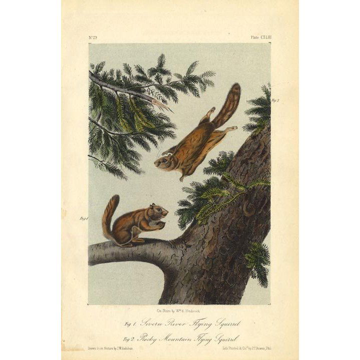 John James Audubon: Flying Squirrels 1851 (1 of 1)