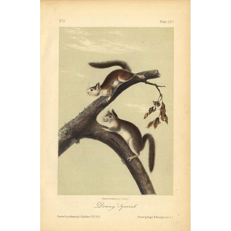 John James Audubon: Downy Squirrel 1851 (1 of 1)