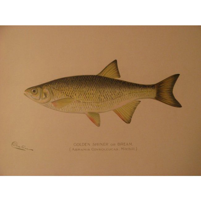 Sherman Denton: Shiner or Bream, 1904 (1 of 2)