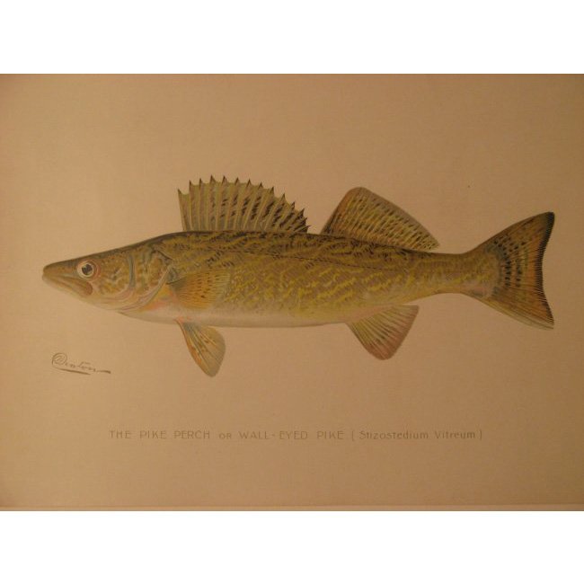 Sherman Denton: Pike Perch or Wall Eyed Pike, 1904 (1 of 2)