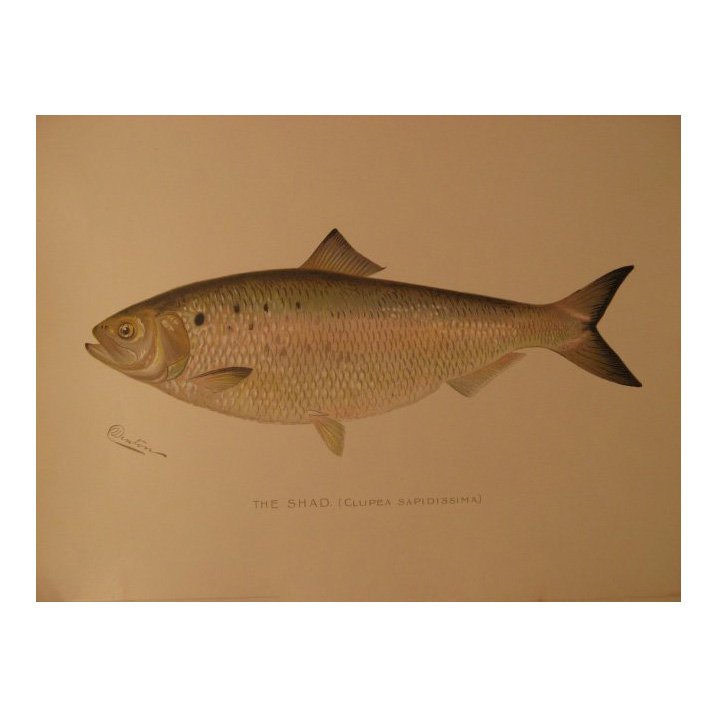 Sherman Denton: The Shad, 1904 (1 of 2)