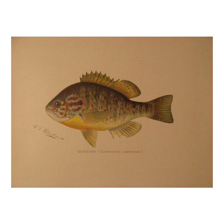 Sherman Denton: Sunfish, 1904 (1 of 2)