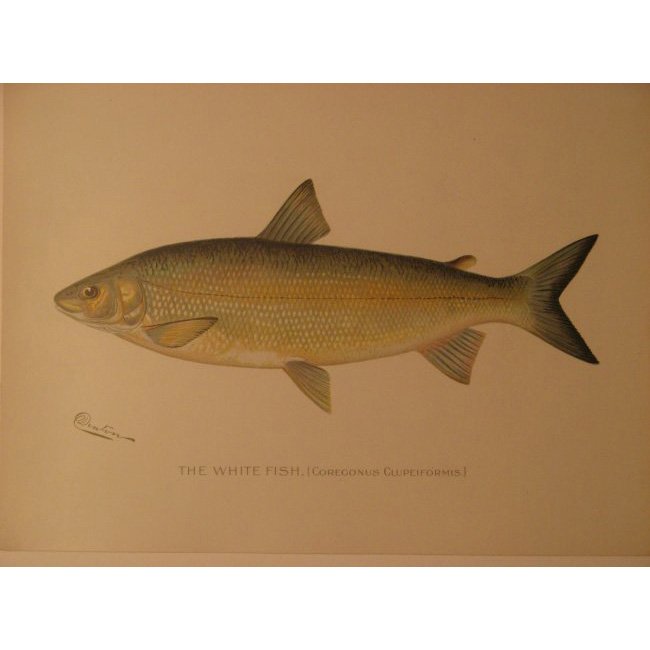 Sherman Denton: White Fish, 1904 (1 of 2)
