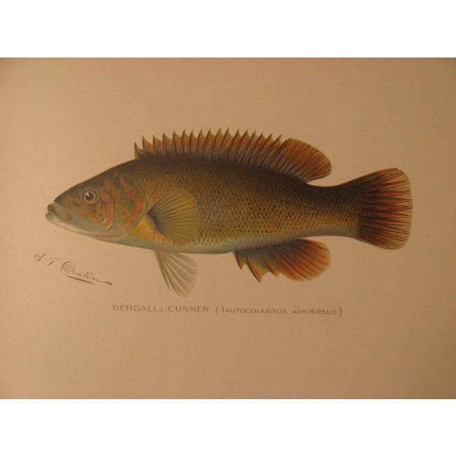 Sherman Denton: Bergall Cunner, 1904 (1 of 2)