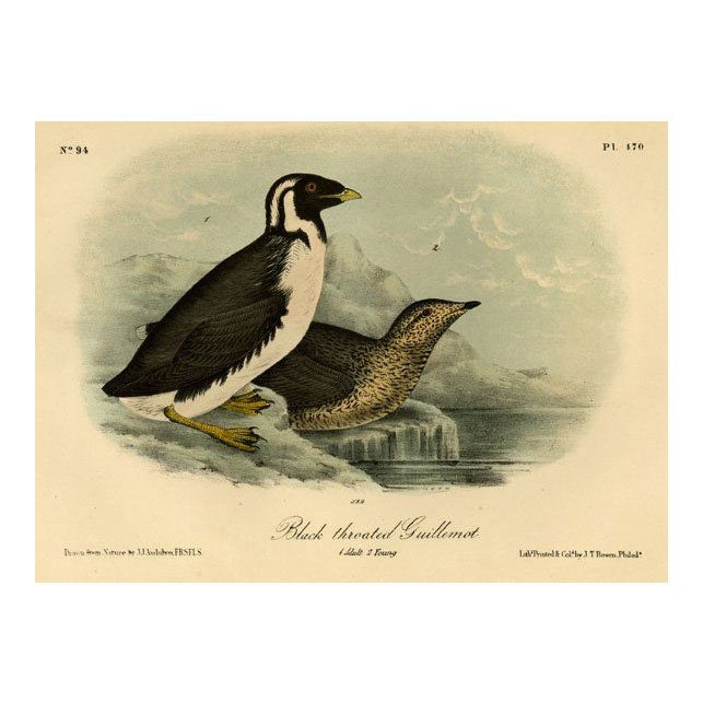 John James Audubon: Black Throated Guillemont 1861 (1 of 1)