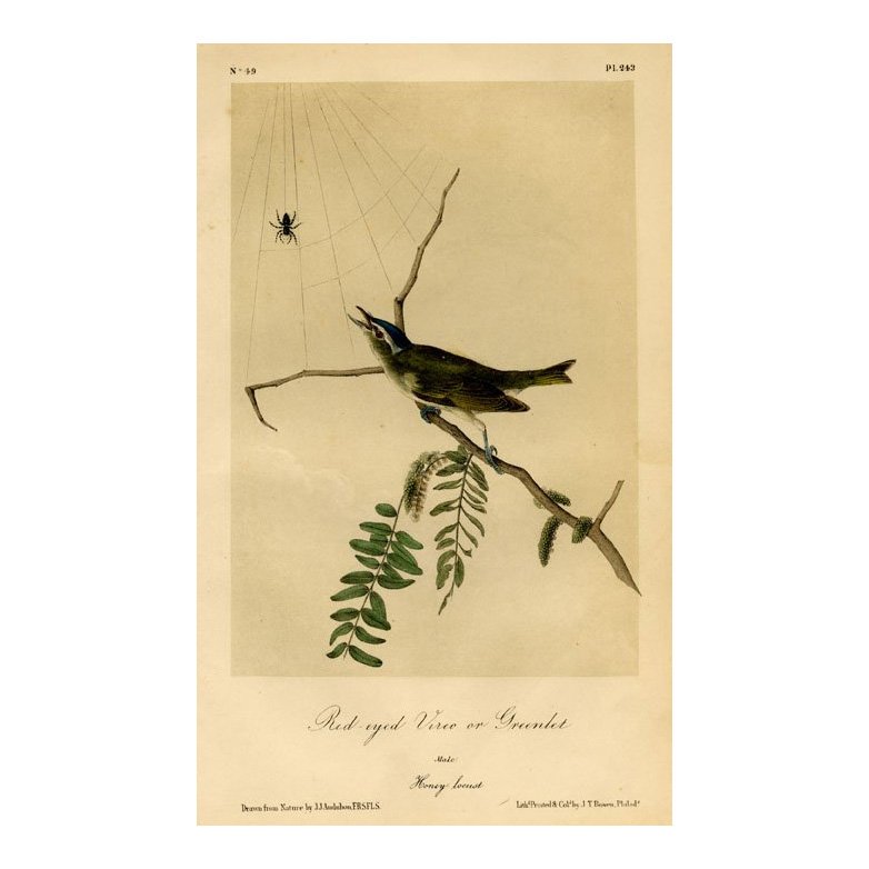 John James Audubon: Red-eyed Vireo or Greenlet 1871 (1 of 1)