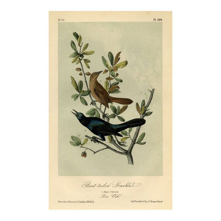 John James Audubon: Boat-tailed Grackle 1871 (1 of 1)