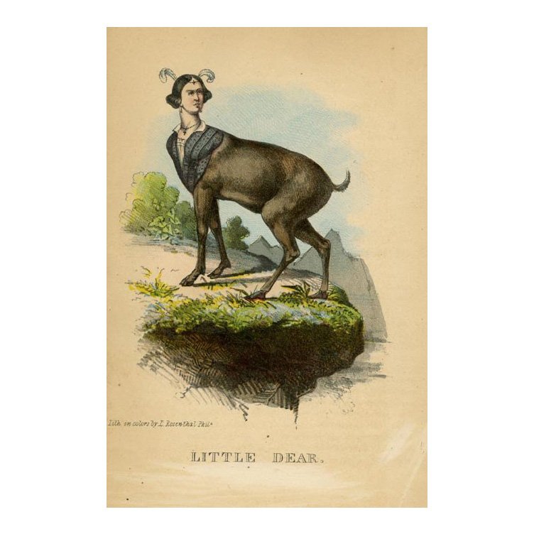 Henry Stephen: Little Dear 1851: Print Title: Little Dear Artist: Henry Stephen Date: 1851 Medium: Chromolithograph Size: 7 x 5 1/4 inches (183 x 133 mm) From: Henry Stephen's "The Comic Natural History" Lithography: Louis Rosenthal 