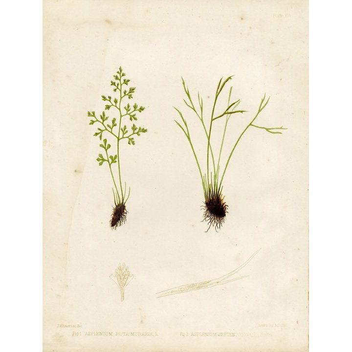 J. H. Emerton: Eaton Fern Plate XV 1879: Print Title: Eaton Fern Plate XV Artist: C. E. Faxon and J. H. Emerton Date: 1879 Medium: Chromolithograph Size: 13 x 10 1/8 inches (330 x 259 mm) Publisher: Armstrong & Co. Lith., Boston From: "Ferns