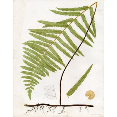J. H. Emerton: Eaton Fern Plate XIII 1879: Print Title: Eaton Fern Plate XIII Artist: C. E. Faxon and J. H. Emerton Date: 1879 Medium: Chromolithograph Size: 13 x 10 1/8 inches (330 x 259 mm) Publisher: Armstrong & Co. Lith., Boston From: "Fer
