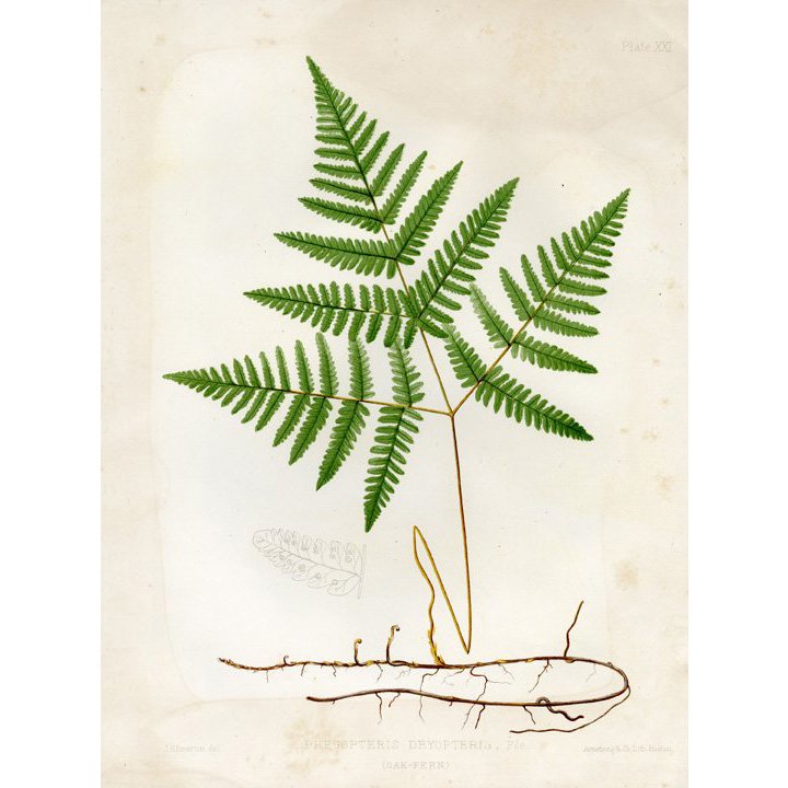 J. H. Emerton: Eaton Fern Plate XXI 1879: Print Title: Eaton Fern Plate XXI Artist: C. E. Faxon and J. H. Emerton Date: 1879 Medium: Chromolithograph Size: 13 x 10 1/8 inches (330 x 259 mm) Publisher: Armstrong & Co. Lith., Boston From: "Fern