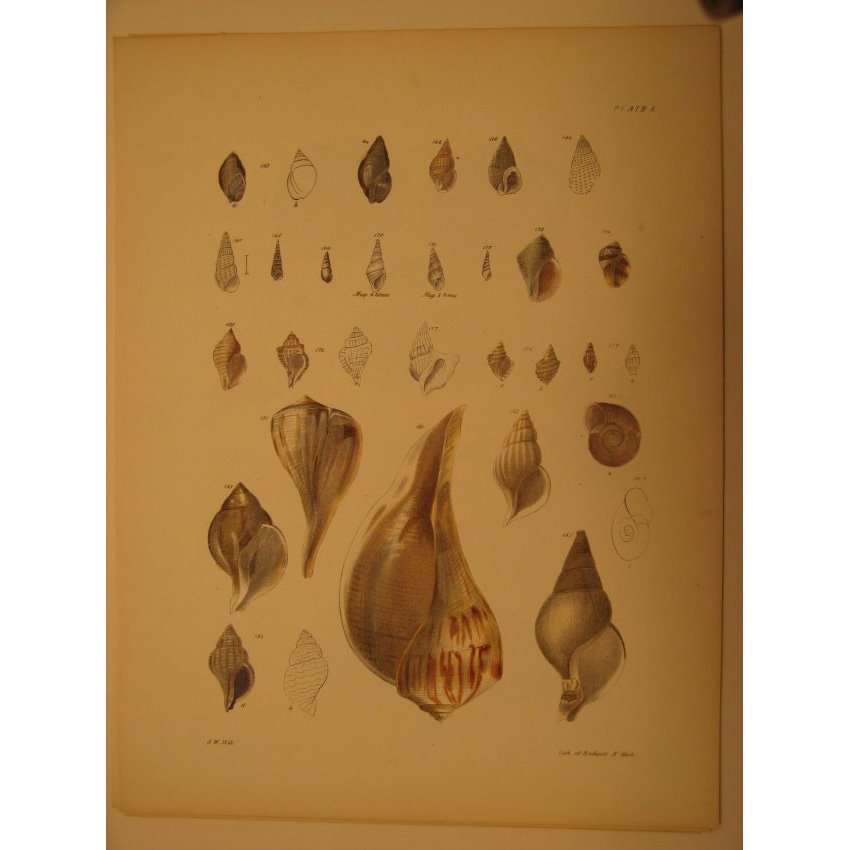 James De Kay: Plate 8 - Shells, 1843 (1 of 2)