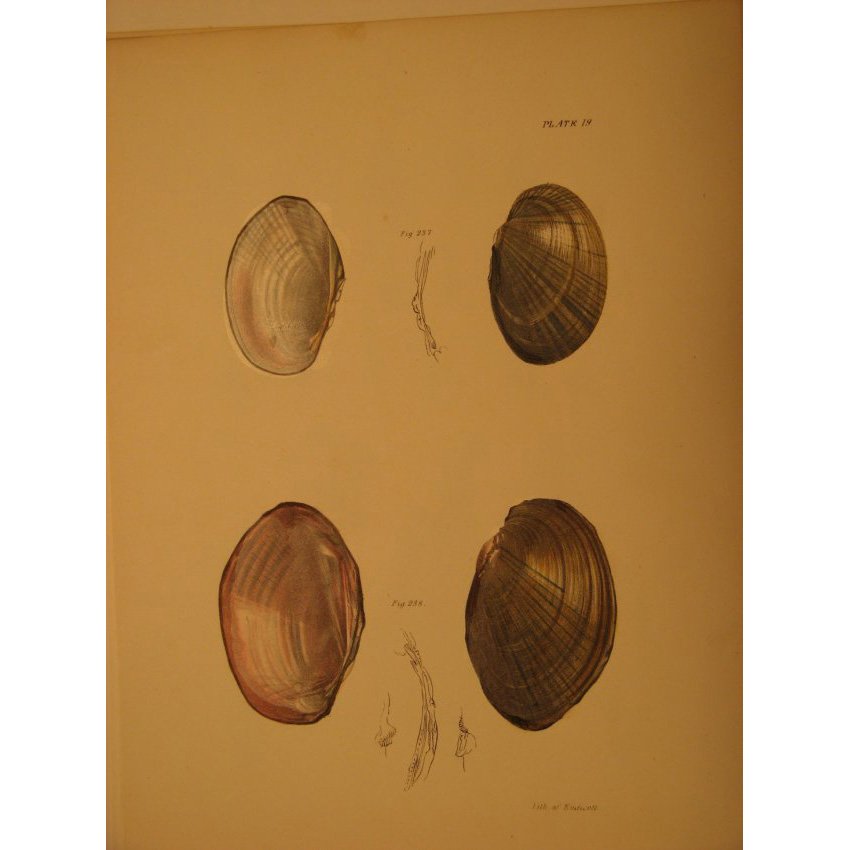 James De Kay: Plate 19 - Shells, 1843 (1 of 2)