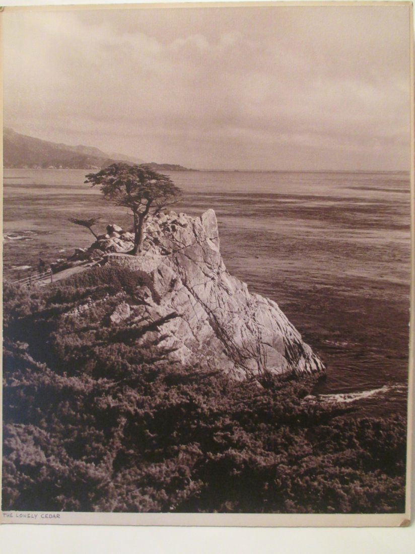 John T. Caldwell Jr: The Lonely Cedar (1 of 1)