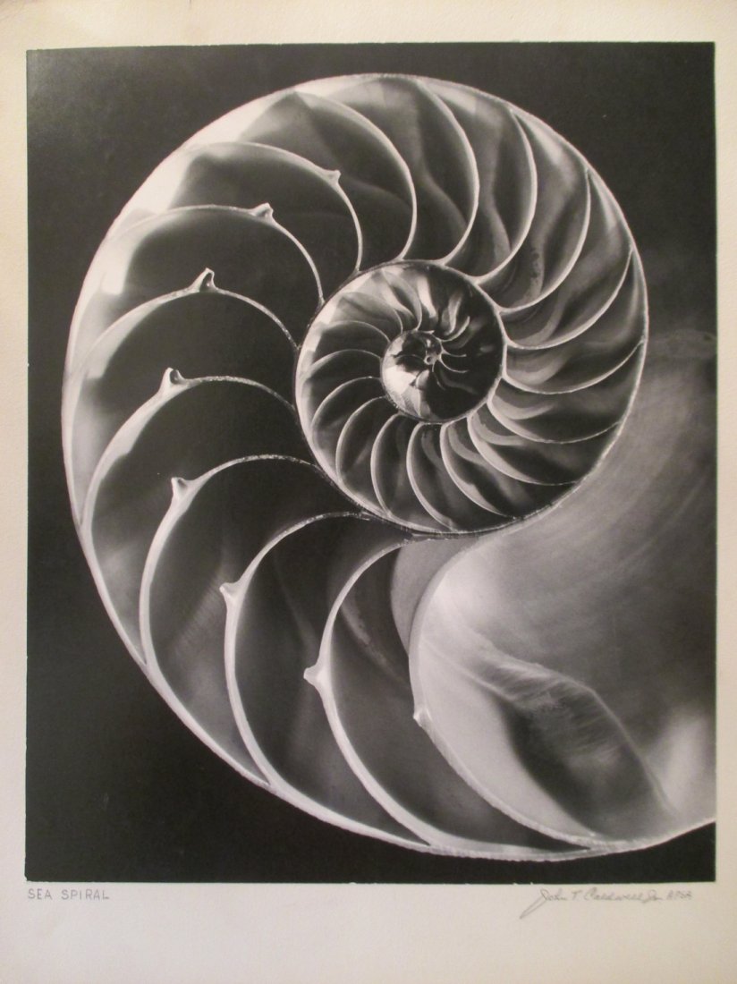John T. Caldwell Jr: Sea Spiral: Photo Title: Sea Spiral Photographer: John T. Caldwell Jr. Size: 16.75 x 14 inches Medium: Original photograph Caldwell was a well known photographer In Jackson Miss. He was a member of APSA. His addr