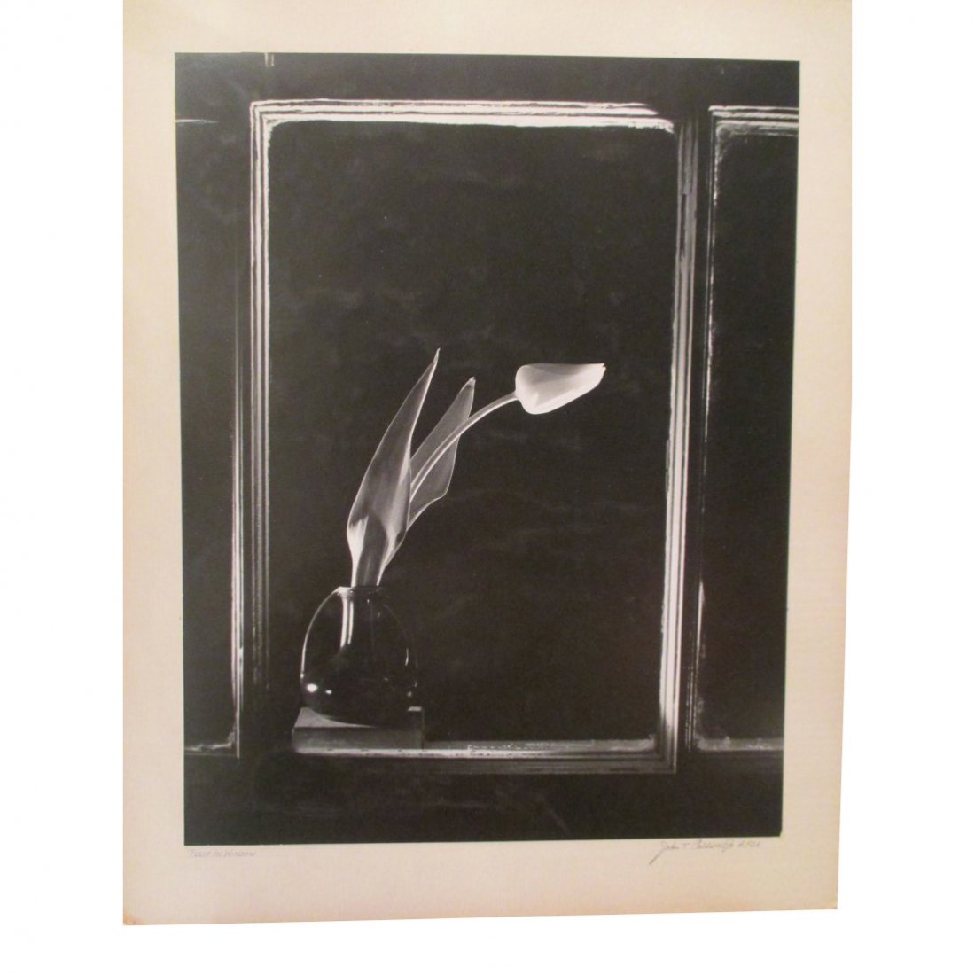 John T. Caldwell Jr: Tulip in Window: Photo Title: Tulip in Window Photographer: John T. Caldwell Jr. Size: 13 x 16.75 inches Medium: Original photograph Caldwell was a well known photographer In Jackson Miss. He was a member of APSA. His