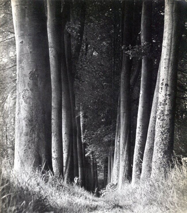 Man Ray: Woods (1 of 1)