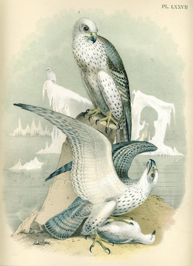 Theodore Jasper: Gyr Falcon - Chromolithograph: Print Title: Gyr Falcon Artist: Theodore Jasper Medium: Chromolithograph, crayon plate illustration Printer: Jacob Studer Size: 12 x 14 inches Date: 1881 Description: Drawn and colored from nature by 