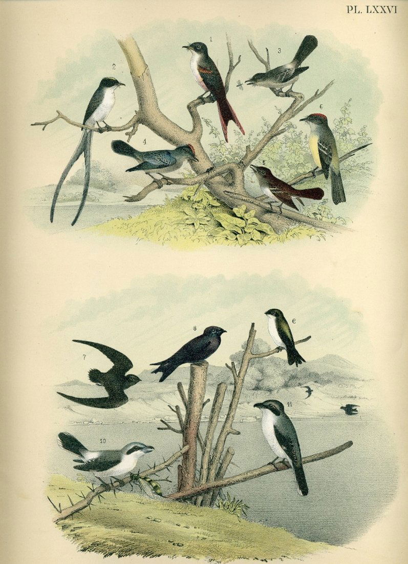 Theodore Jasper: Flycatchers - Chromolithograph (1 of 1)