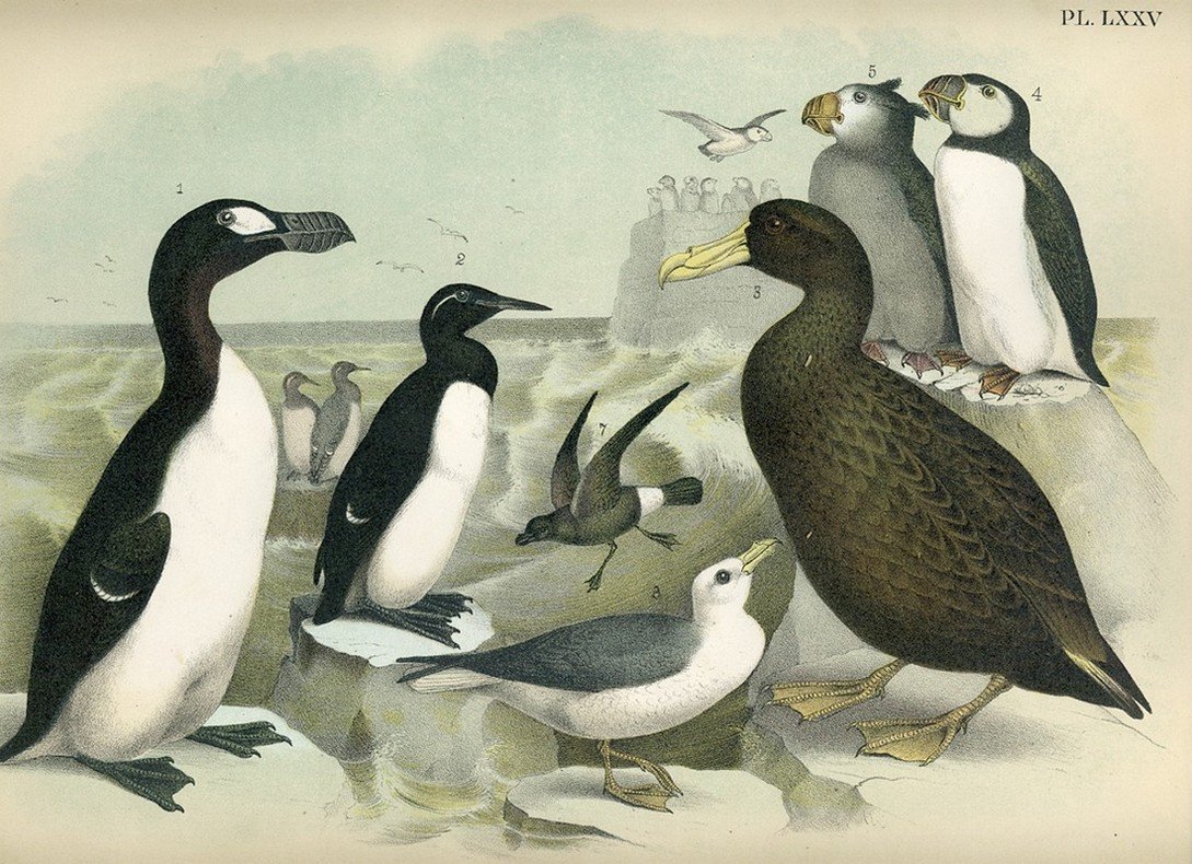 Theodore Jasper: Great Auk - Chromolithograph: Print Title: Great Auk Artist: Theodore Jasper Medium: Chromolithograph, crayon plate illustration Printer: Jacob Studer Size: 12 x 14 inches Date: 1881 Description: Drawn and colored from nature by T