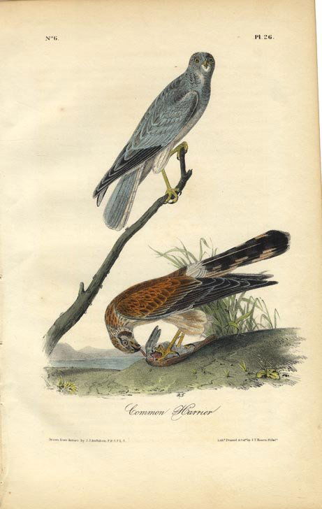 John James Audubon: Common Harrier, 1840 (1 of 1)