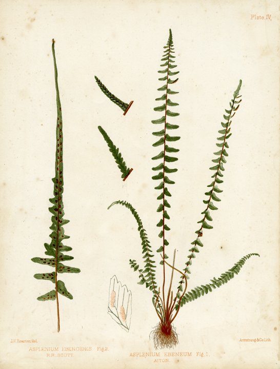 J. H. Emerton: Eaton Fern Plate IV, 1879: Print Title: Eaton Fern Plate IV Artist: C. E. Faxon and J. H. Emerton Medium: Chromolithograph Date: 1879 Size: 13 x 10 1/8 inches (330 x 259 mm) Publisher: Armstrong & Co. Lith., Boston From "Ferns 