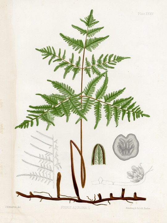 J. H. Emerton: Eaton Fern Plate XXXV, 1879: Print Title: Eaton Fern Plate XXXV Artist: C. E. Faxon and J. H. Emerton Medium: Chromolithograph Date: 1879 Size: 13 x 10 1/8 inches (330 x 259 mm) Publisher: Armstrong & Co. Lith., Boston From "Fern
