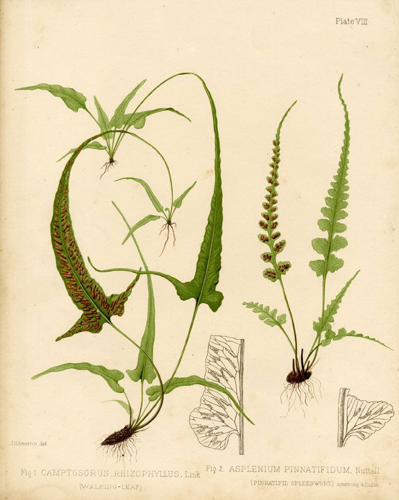 J. H. Emerton: Eaton Fern Plate VII, 1879 (1 of 1)