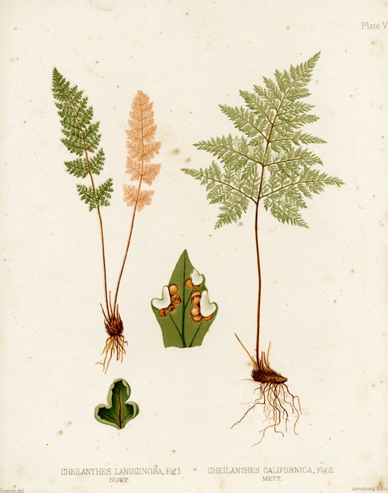 J. H. Emerton: Eaton Fern Plate VI, 1879: Print Title: Eaton Fern Plate VI Artist: C. E. Faxon and J. H. Emerton Medium: Chromolithograph Date: 1879 Size: 13 x 10 1/8 inches (330 x 259 mm) Publisher: Armstrong & Co. Lith., Boston From "Ferns 
